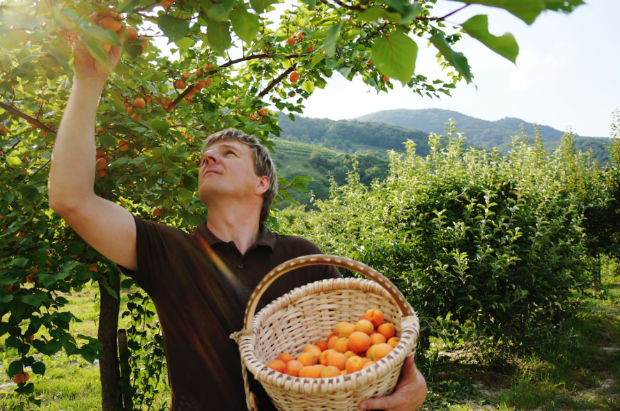 Marillenfeste in der Wachau - VORmagazin