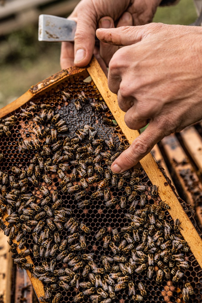 Honig vom Hafen: Die Bienenvölker in ihrem neuen Zuhause.