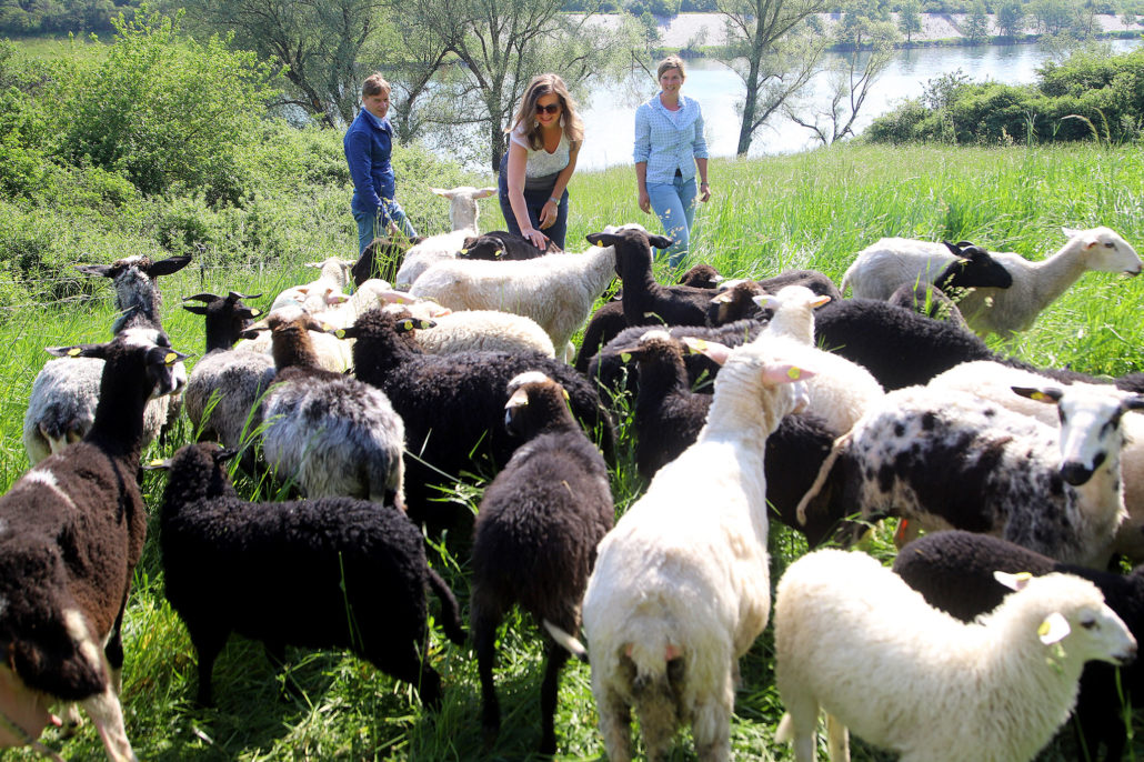 Seit Mitte Mai sind 70 Schafe verschiedenster Rassen als natürliche Rasenmäher auf der Donauinsel im Einsatz.