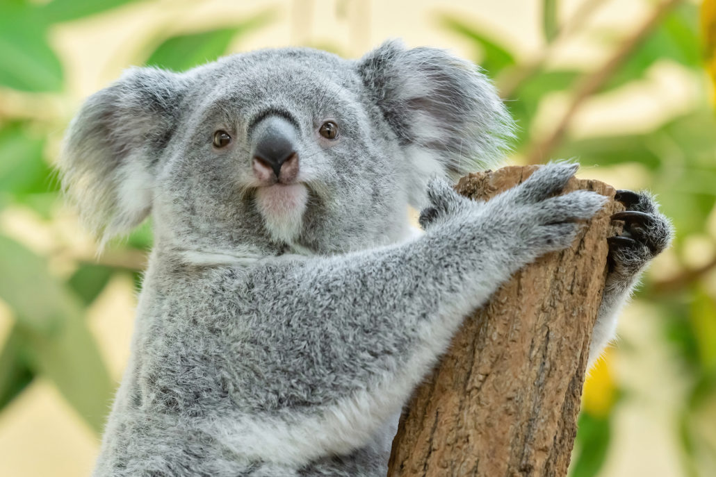 Koala-Mädchen Millaa Millaa feierte im Frühling ihren Geburtstag. Bis zu ihrem Umzug ist das Jungtier im Tiergarten Schönbrunn zu bestaunen.