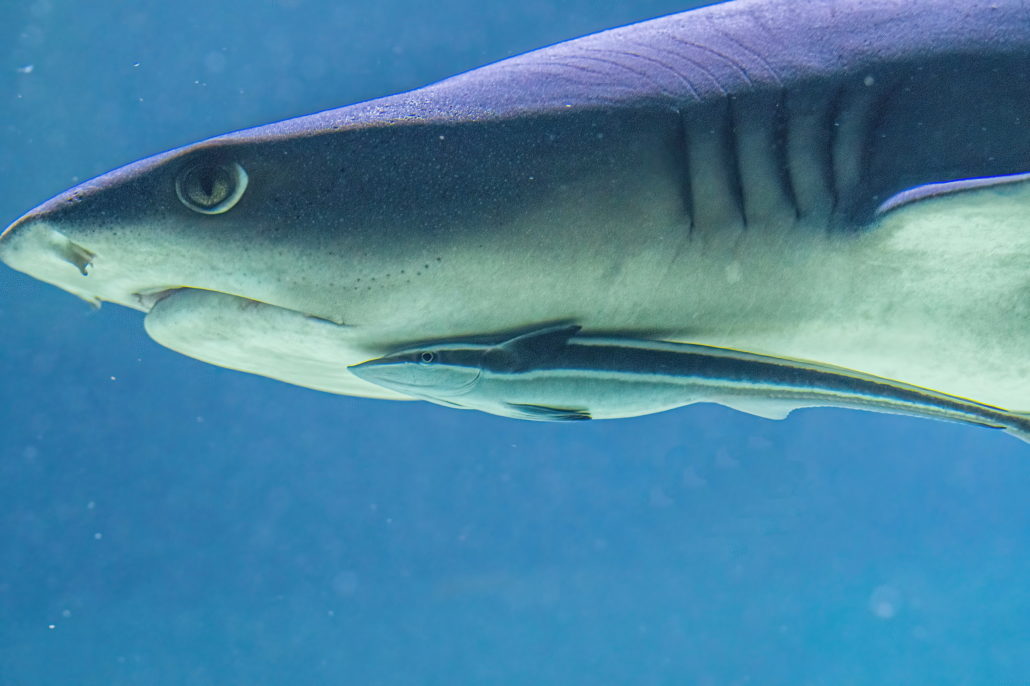 Im Haiaquarium des Haus des Meeres hat sich ein sogenannter Schiffshalter-Fisch einen Riffhai als persönliche Mitfahrgelegenheit ausgesucht.