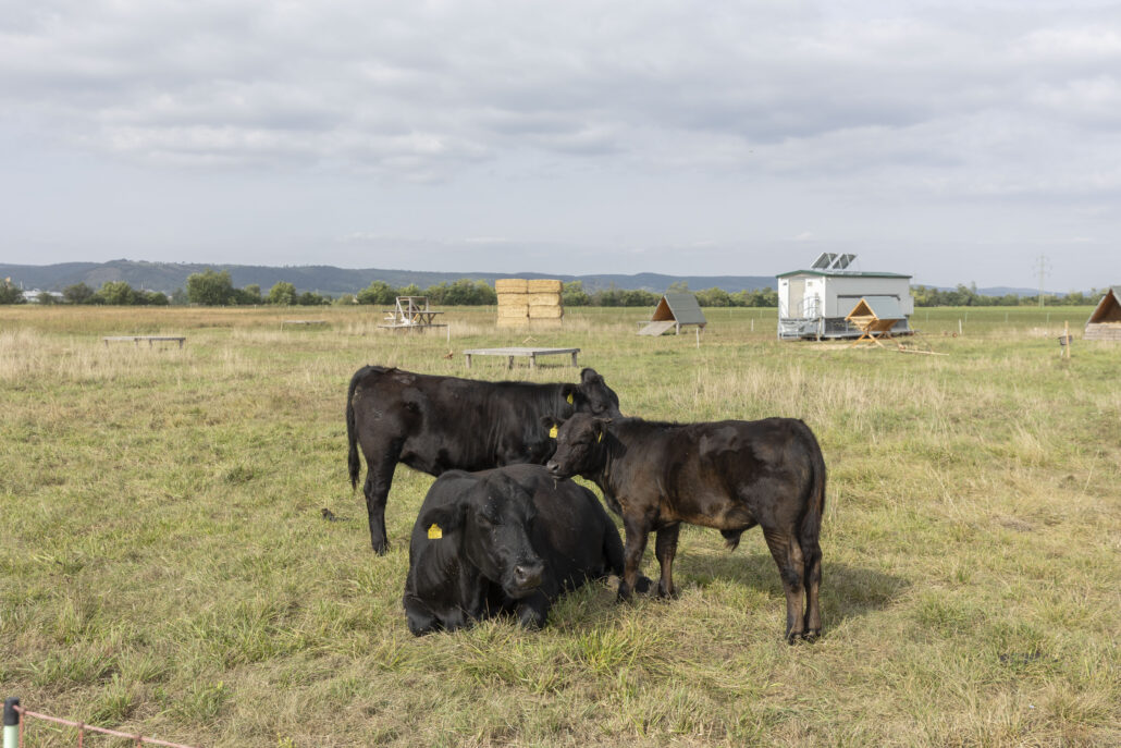 Angusrinder grasen auf riesigen Weideflächen, außerdem gibt es u. a. Zackelschafe und Legehennen, pro Huhn stehen zehn Quadratmeter begrünter Auslauf zur Verfügung. – ©Bubu Dujmic