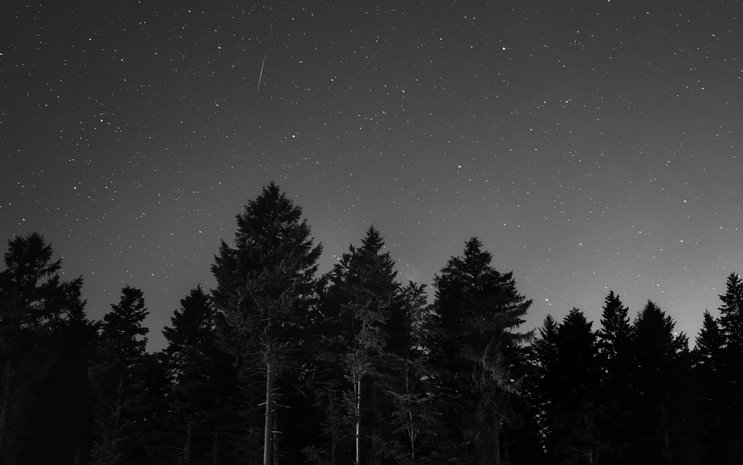 Nachtführung im Wald des Lainzer Tiergarten. – ©Claudio Testa