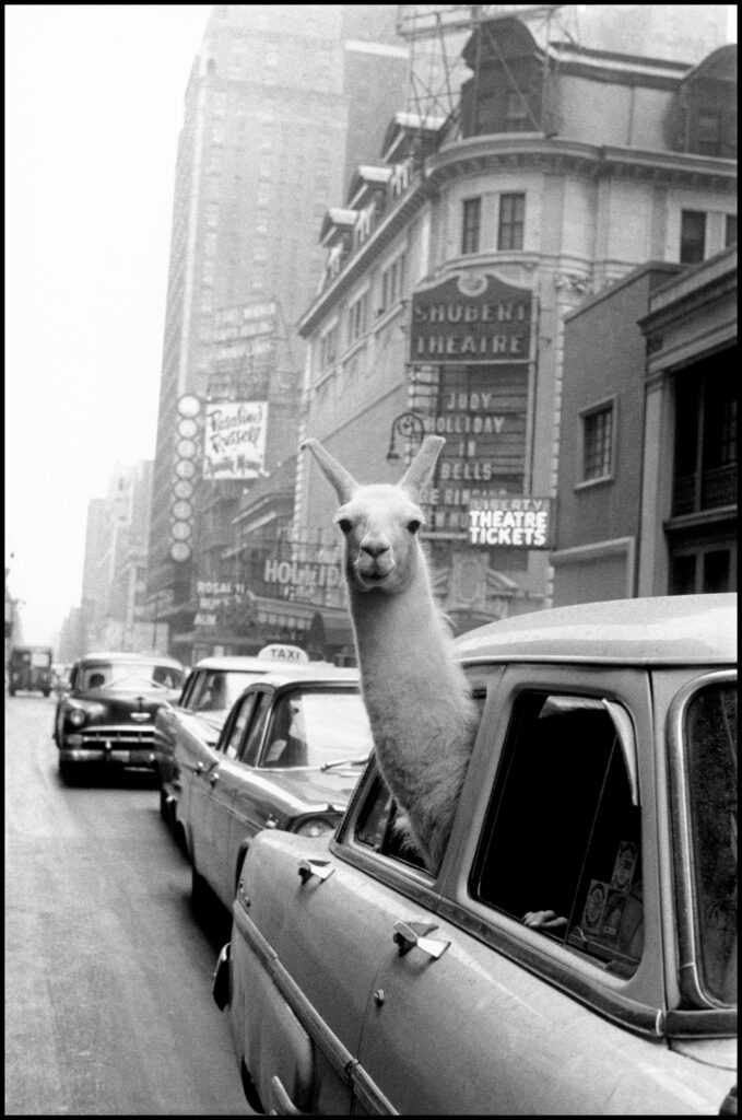 Ein weiteres Fotojuwel zur Ausstellung „Magnum. A World of Photohraphy“, die von 21.3. bis 1.6. im Foto Arsenal Wien gezeigt wird: ein Lama am Times Square von 1957. – ©Inge Morath/Magnum Photos